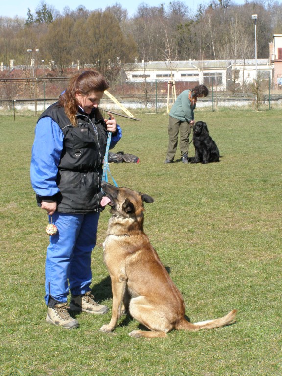 Klubová výstava 2008,Bad a Baria 003.jpg